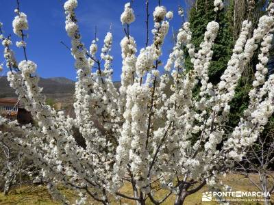 Cerezos en flor en el Valle del Jerte - explosión blanca en Jerte;pueblos con encanto pueblos de ma